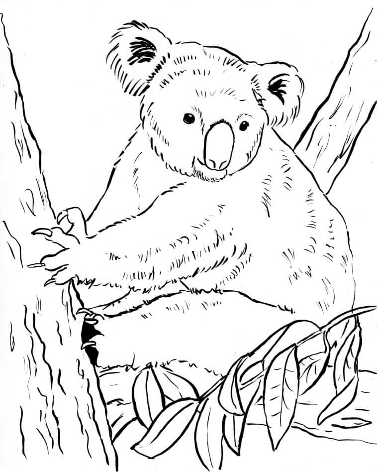 Simple Koala Para Colorear Imprimir E Dibujar Coloringonly