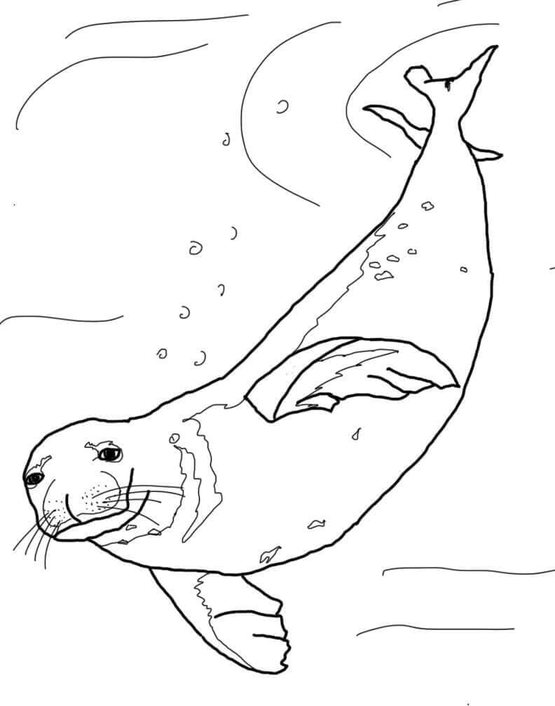 Leopard Seal Coloring Pages Home Design Ideas
