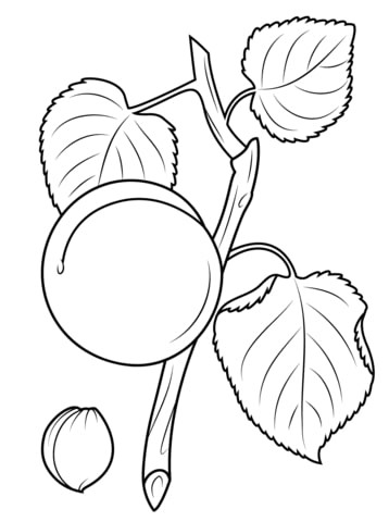 Apricot Branch