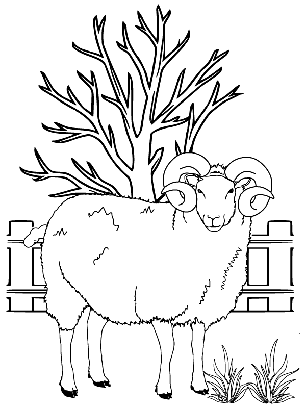 Male Sheep