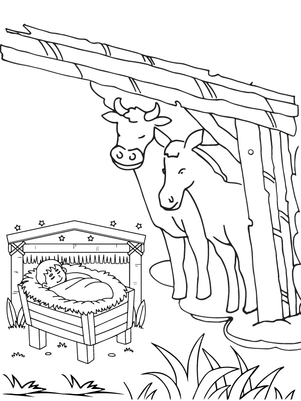 Nativity Scene and Cows