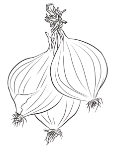 Onion Coloring Page