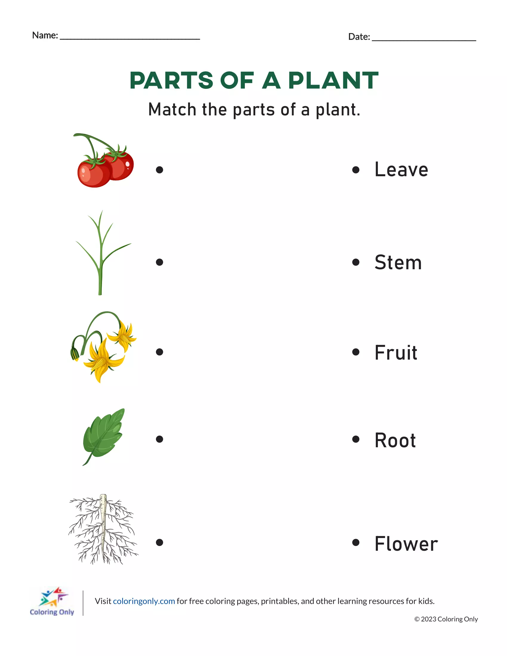 Parts of a Plant Free Printable Worksheet