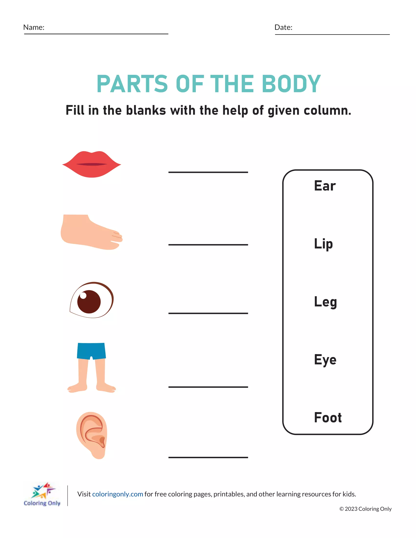 Parts of the Body Free Printable Worksheet
