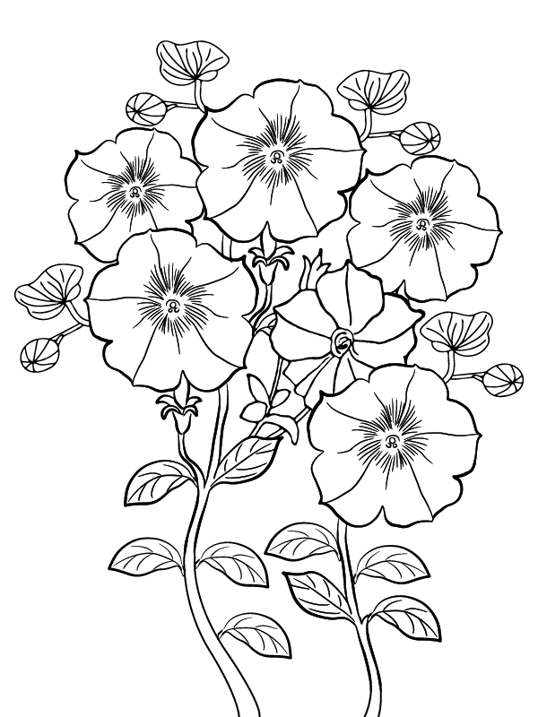 Petunia Bloom