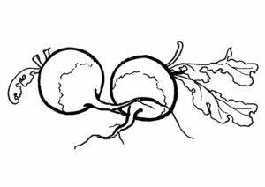 Radish Coloring Page