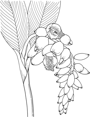  Ginger Coloring Page