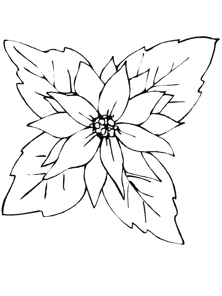 A Red Poinsettia