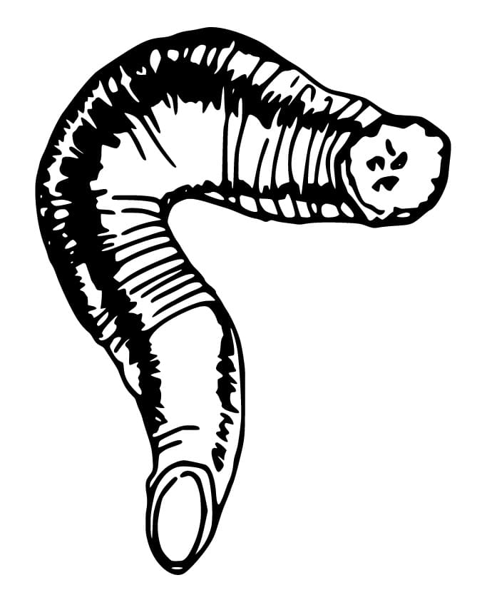 A Leech