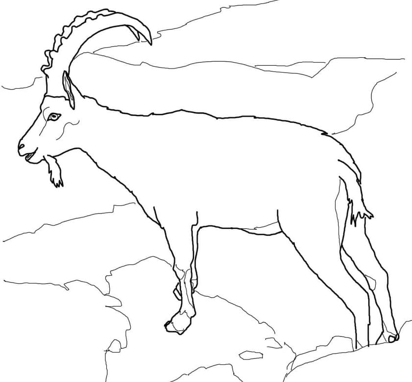 Alpine Ibex