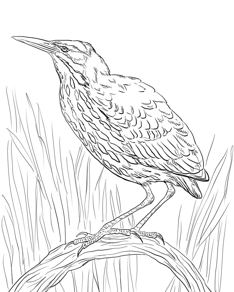American Bittern Coloring Page