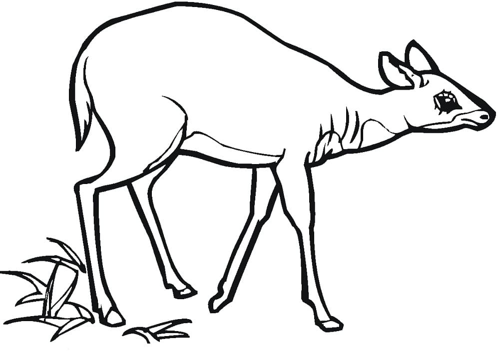 European Goat Antelope Chamois - Coloring Pages