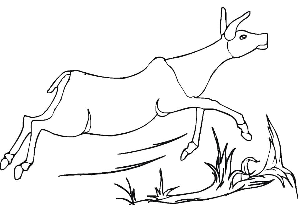 Antelope Running - Coloring Pages