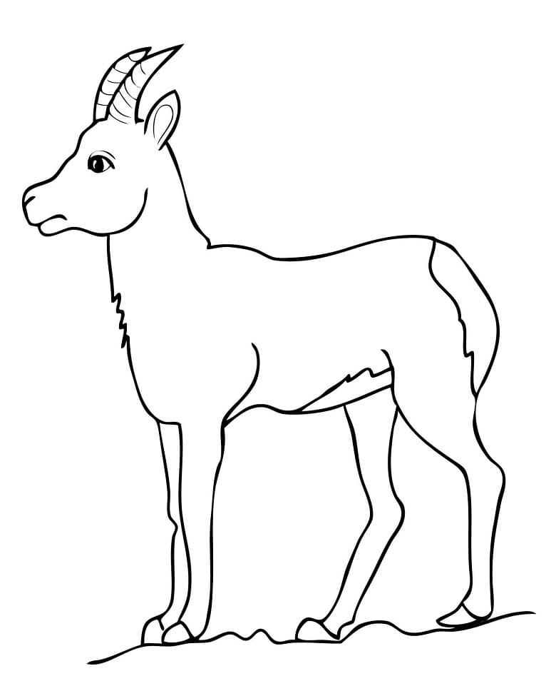 Chamois Goat Antelope - Coloring Pages