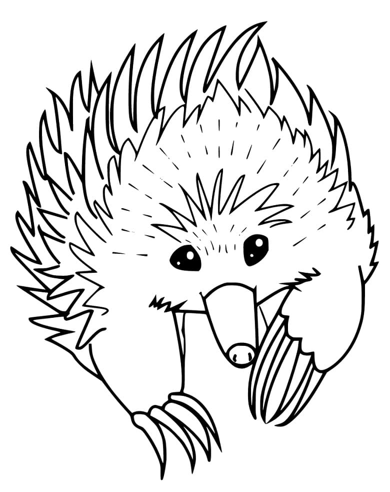 Echidna - Coloring Pages