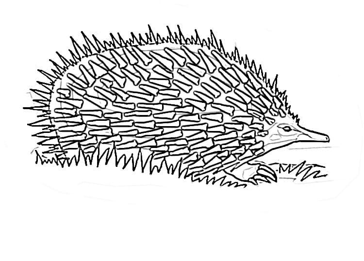 Echidna - Coloring Pages