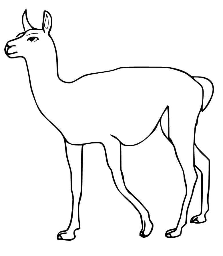 Free Guanaco