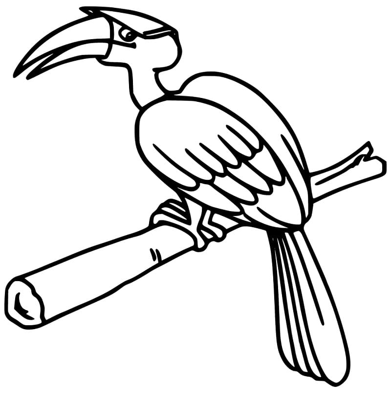 Free Printable Hornbill – Coloring Pages