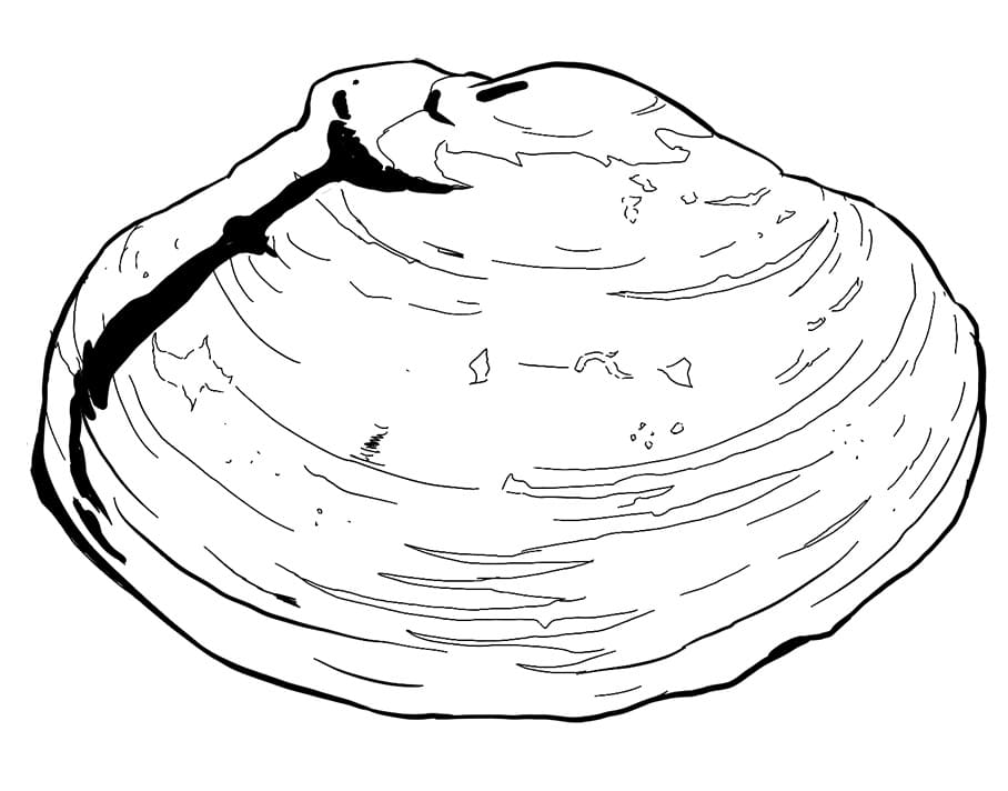 Freshwater Mussel