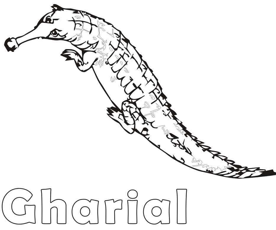 Gharial 1