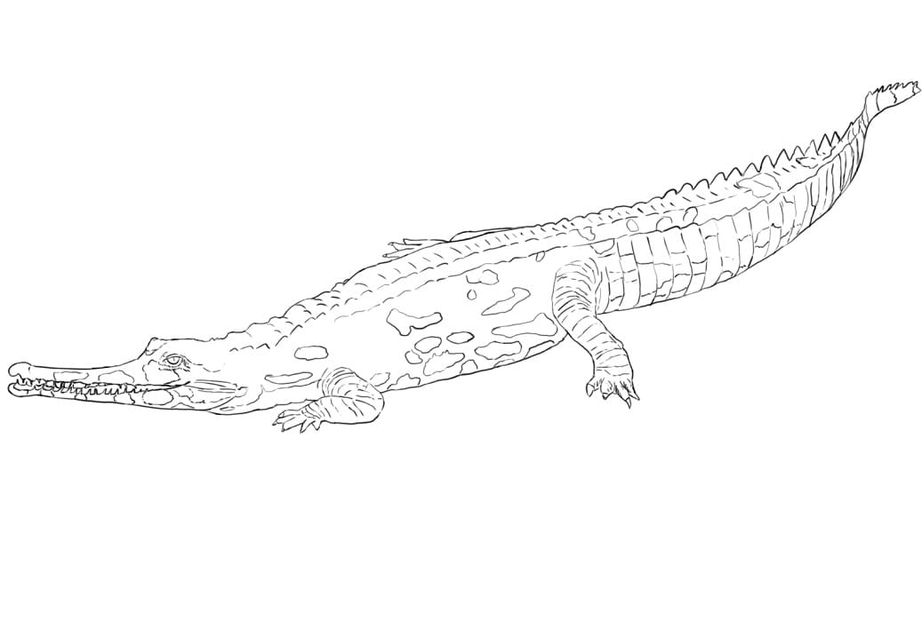 Gharial Printable