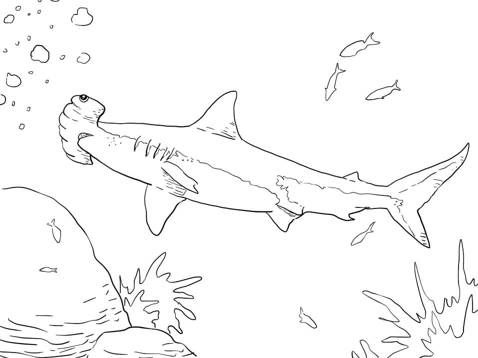 Great Hammerhead Shark
