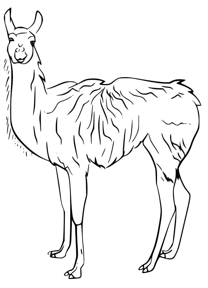 Guanaco Printable