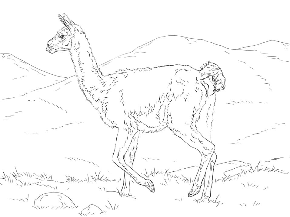 Guanaco Walking