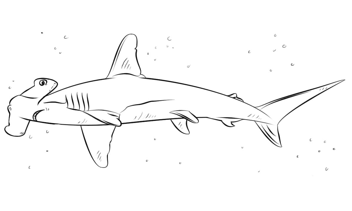 Hammerhead Shark Swimming