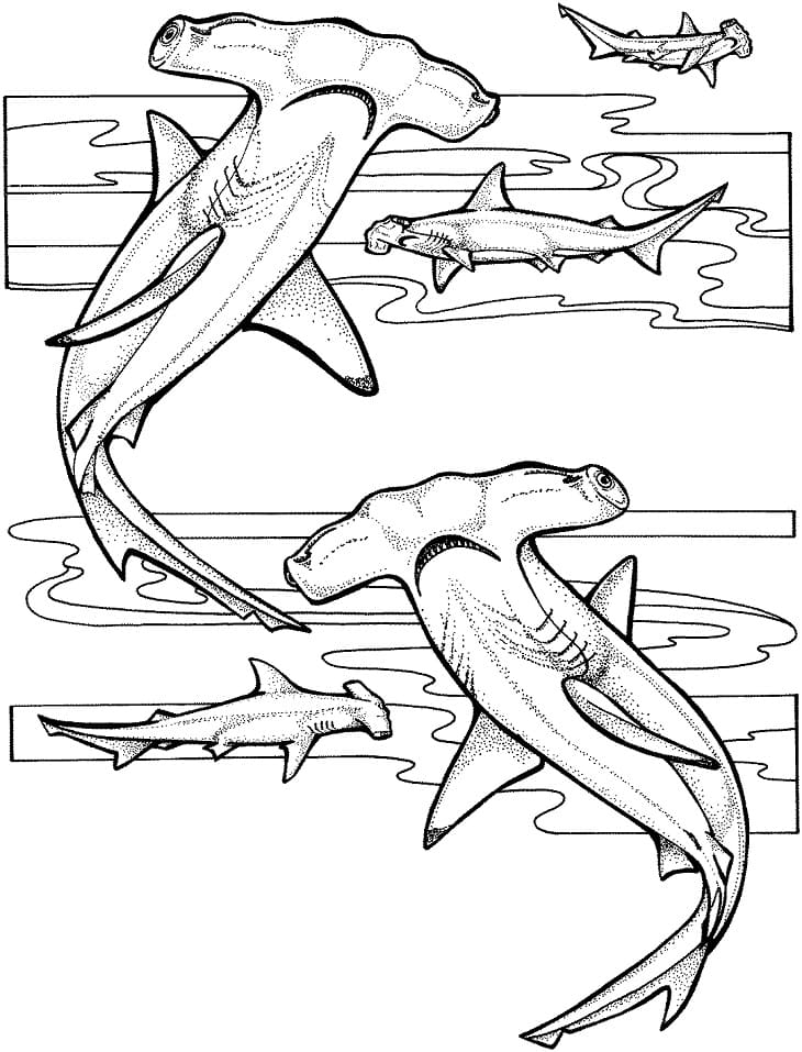 Hammerhead Sharks