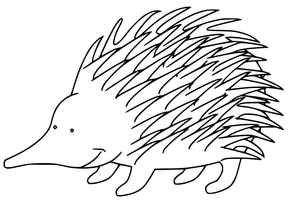 Happy Echidna - Coloring Pages