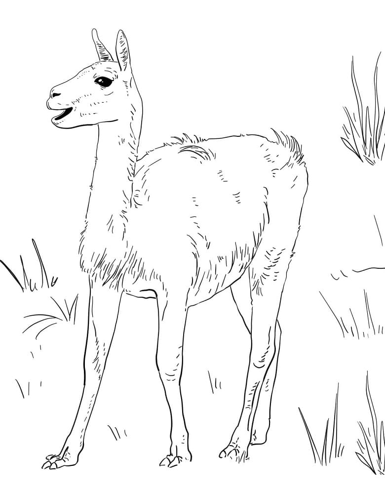 Little Guanaco