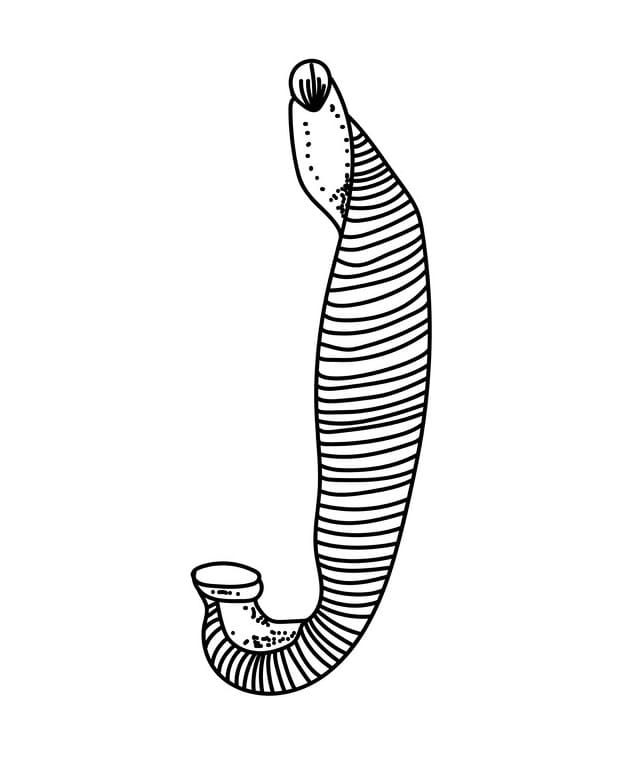 Medical Leech