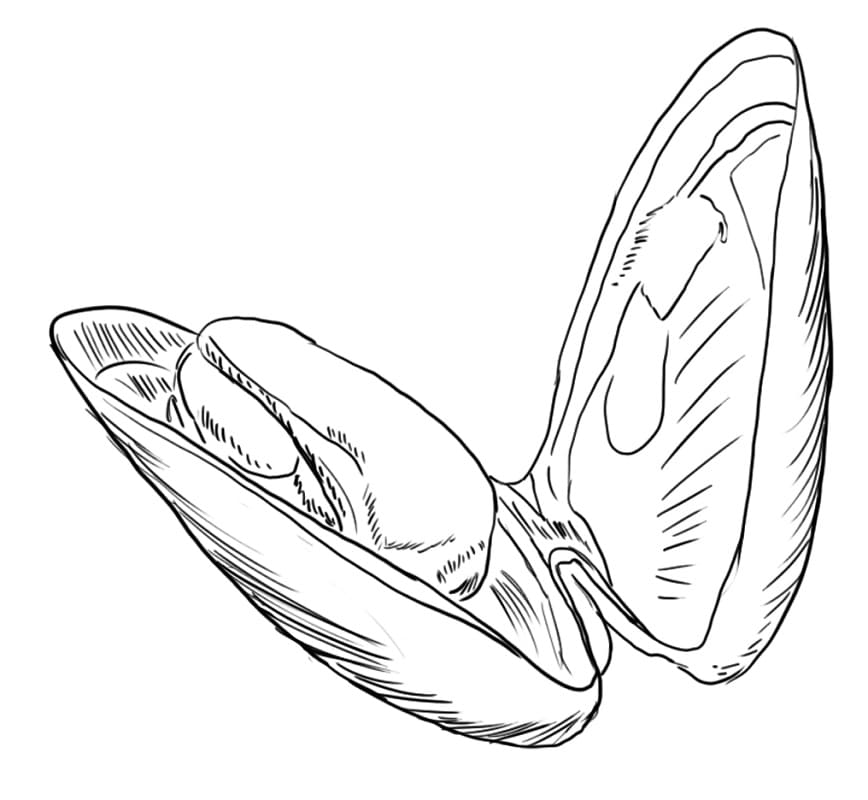 Mussel Printable