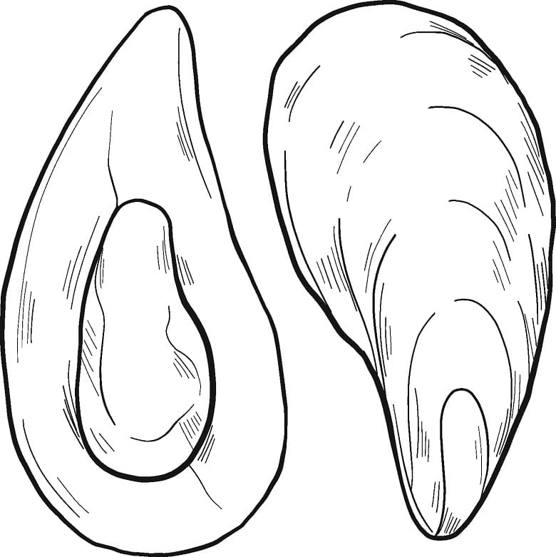 Mussels