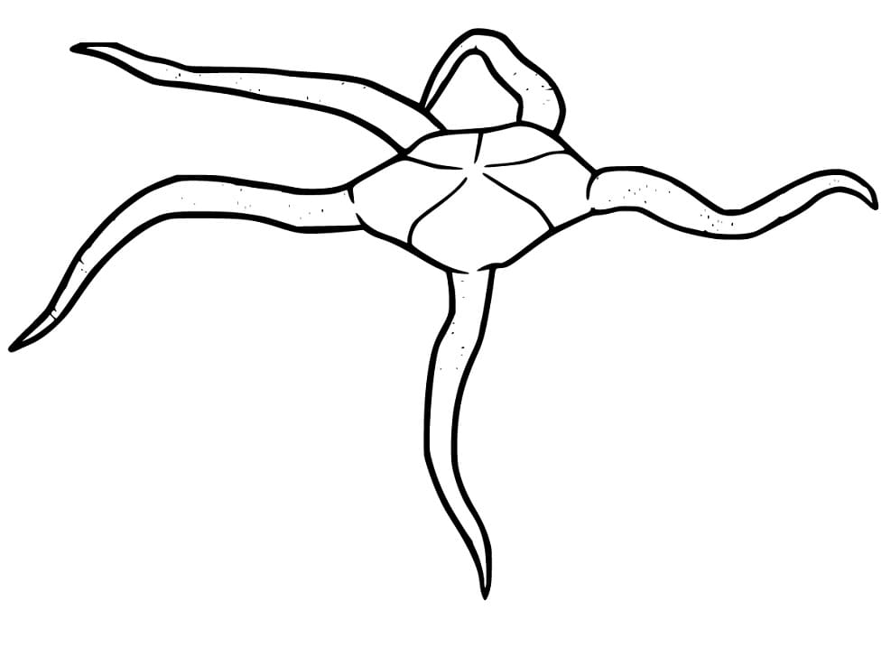 Brittle Star