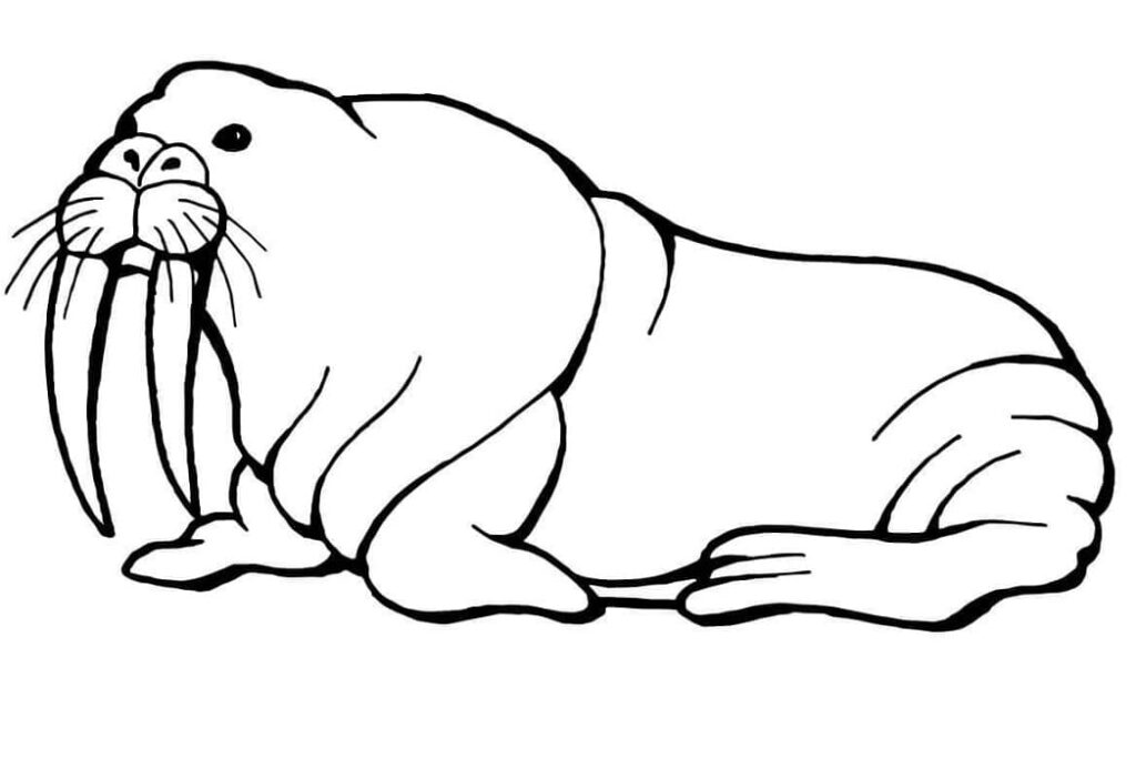 Normal Walrus