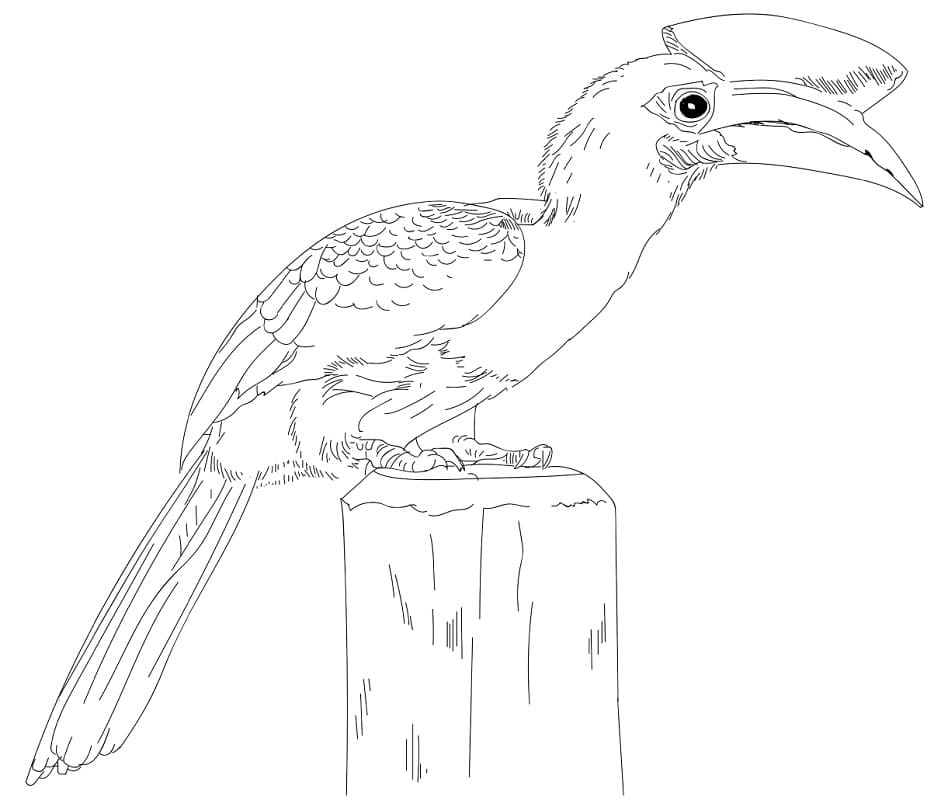 Oriental Pied Hornbill - Coloring Pages