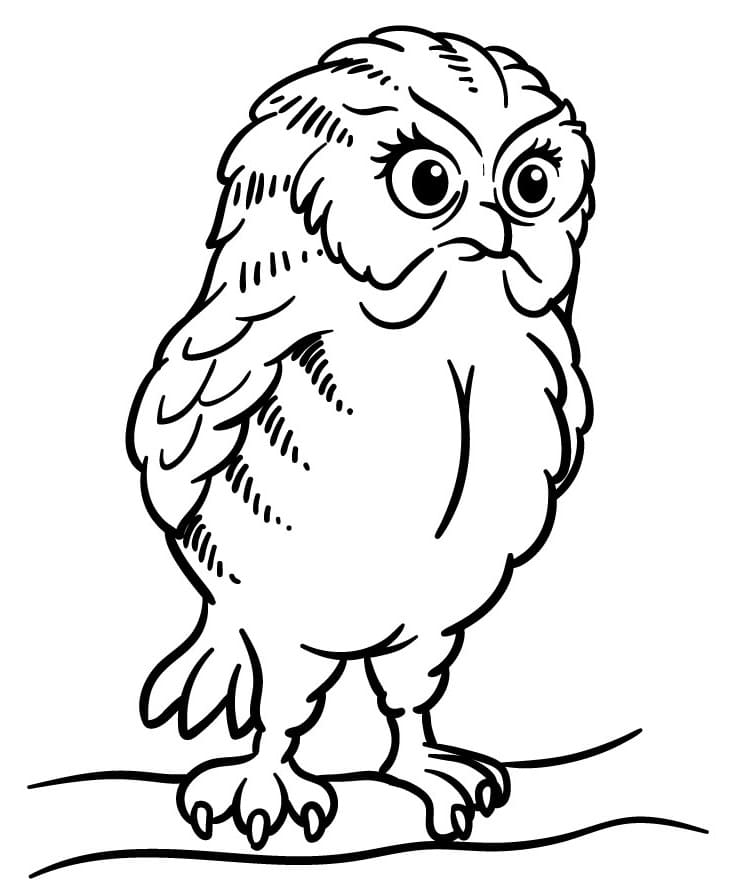 Owl Printable