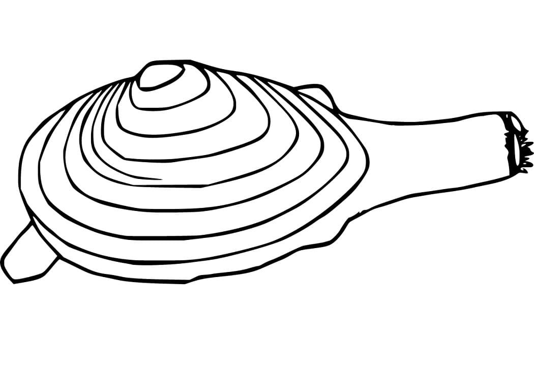 Cartoon Clam - Coloring Pages