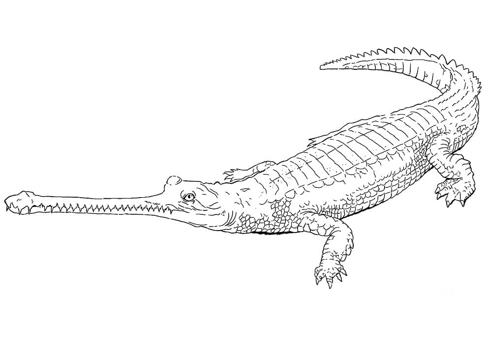 Printable Gharial