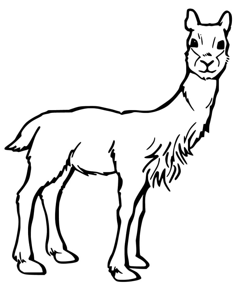 Printable Guanaco