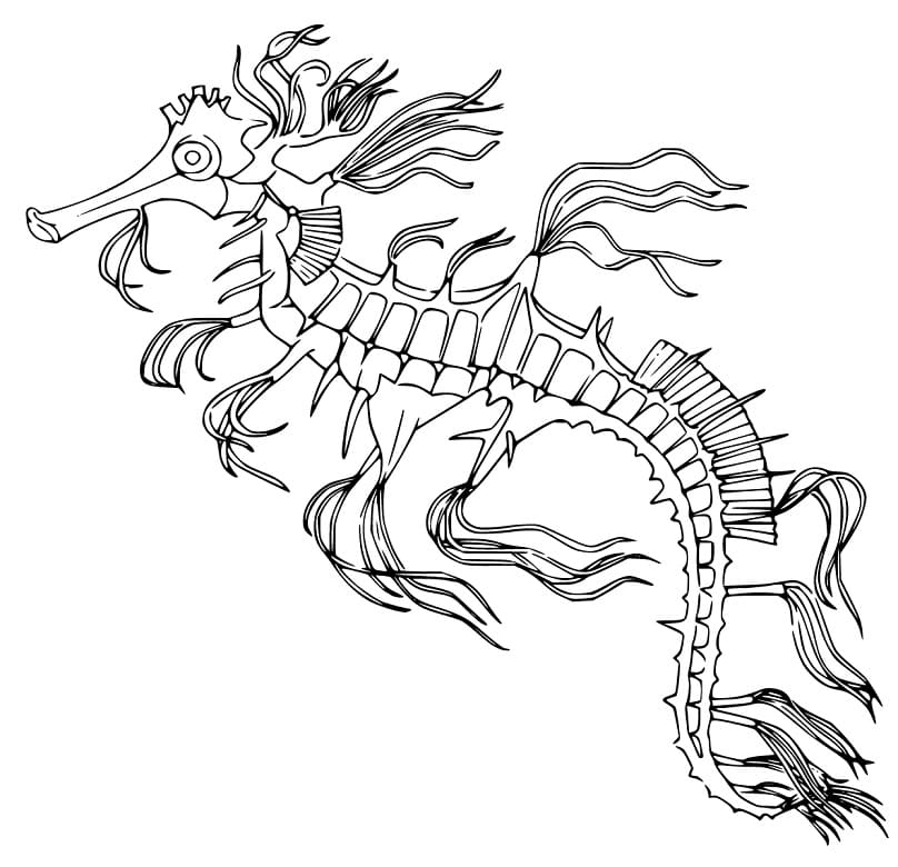 Seadragon