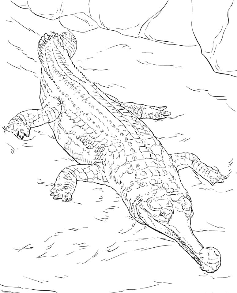 Realistic Gharial