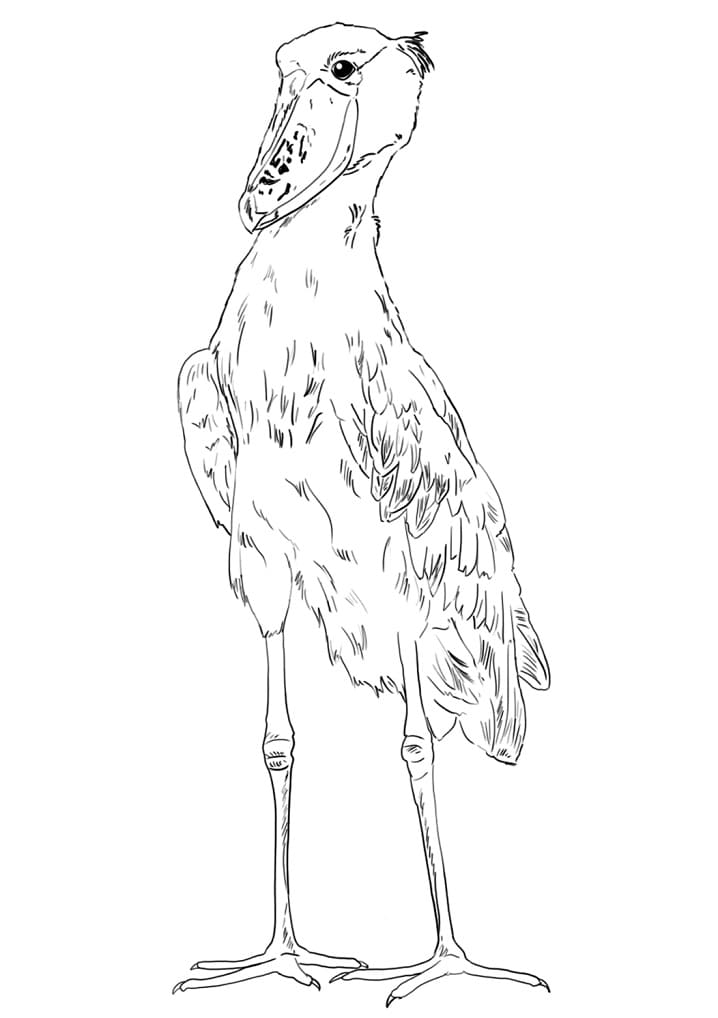 Funny Shoebill - Coloring Pages