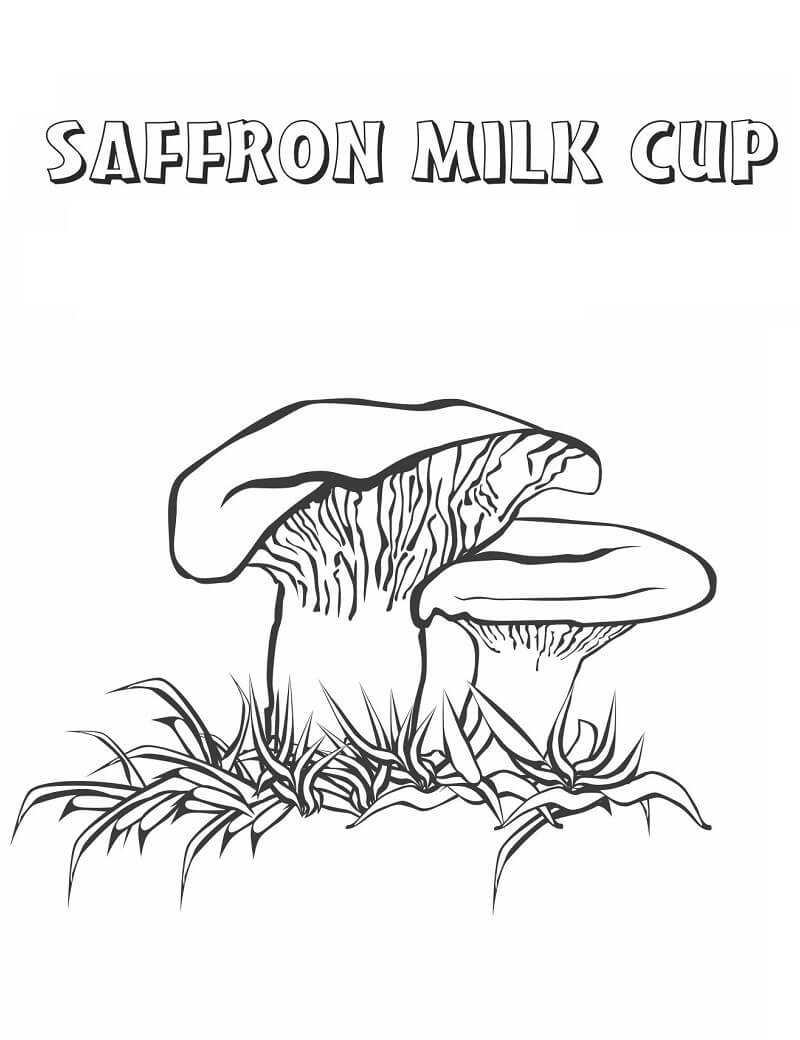 Safran-Milchcup-Pilze