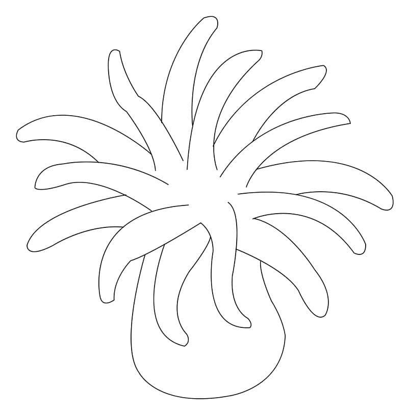 Simple Sea Anemone