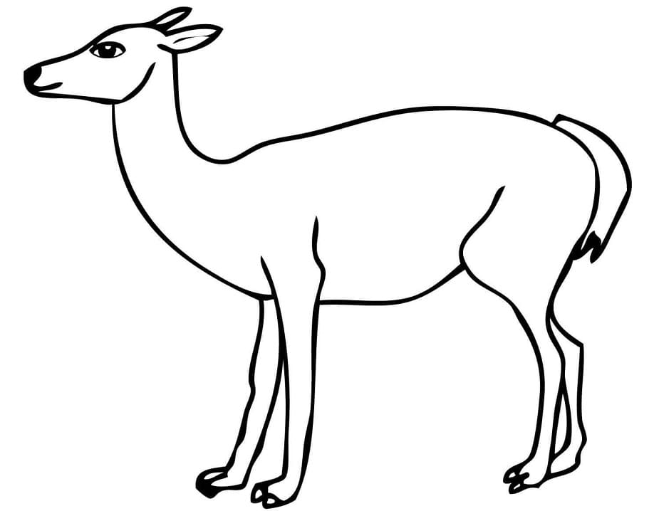 South American Guanaco