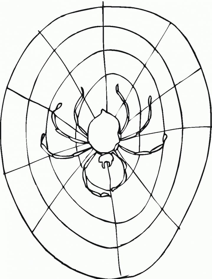 Spider on Web