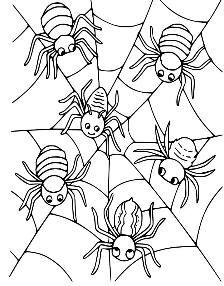 Spiders on Spider Web